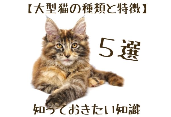 大型猫の種類と特徴 飼う前に これだけは知っておきたい知識５選